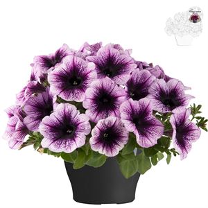 Bild von Petunia TP26 Blueberry